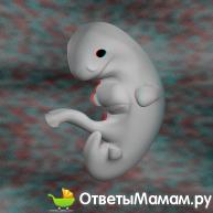 на седьмой неделе беременности эмбрион активно развивается